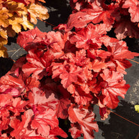 Purperklokje Forever Red - Heuchera forever red  ( forever series ) - Bakker
