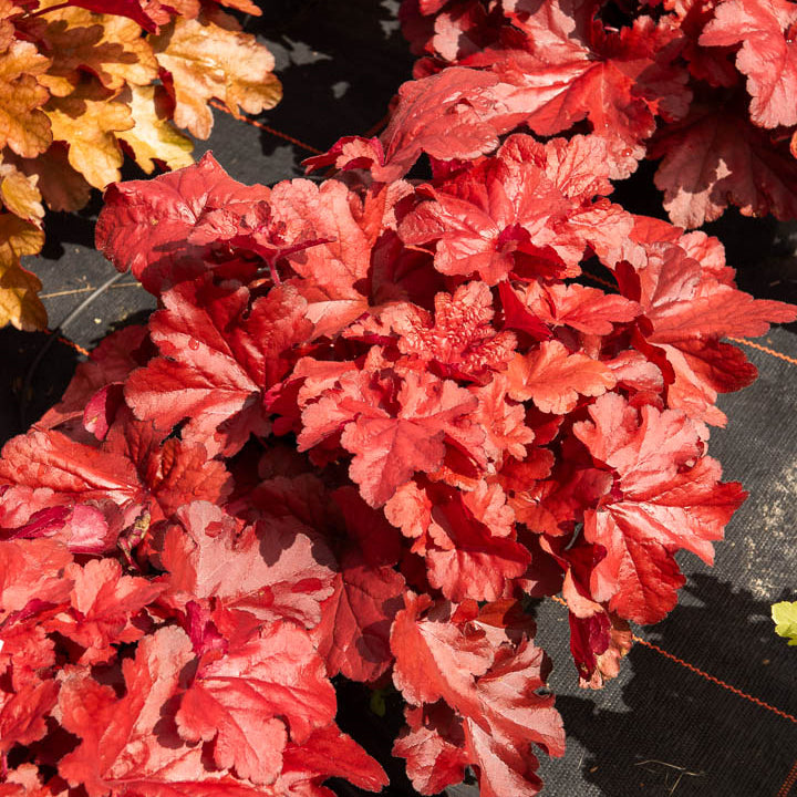 Purperklokje Forever Red - Heuchera forever red  ( forever series ) - Bakker