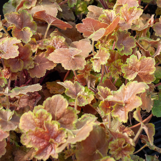 Purperklokje Miracle'® - Bakker