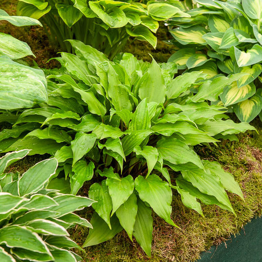 Hartlelie Little Red Rooster - Bakker