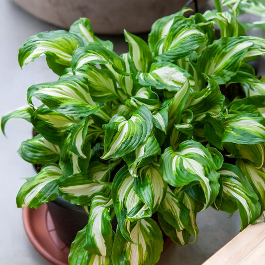 Hartlelie Mediovariegata - Bakker