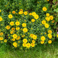 Alant - Inula ensifolia - Bakker