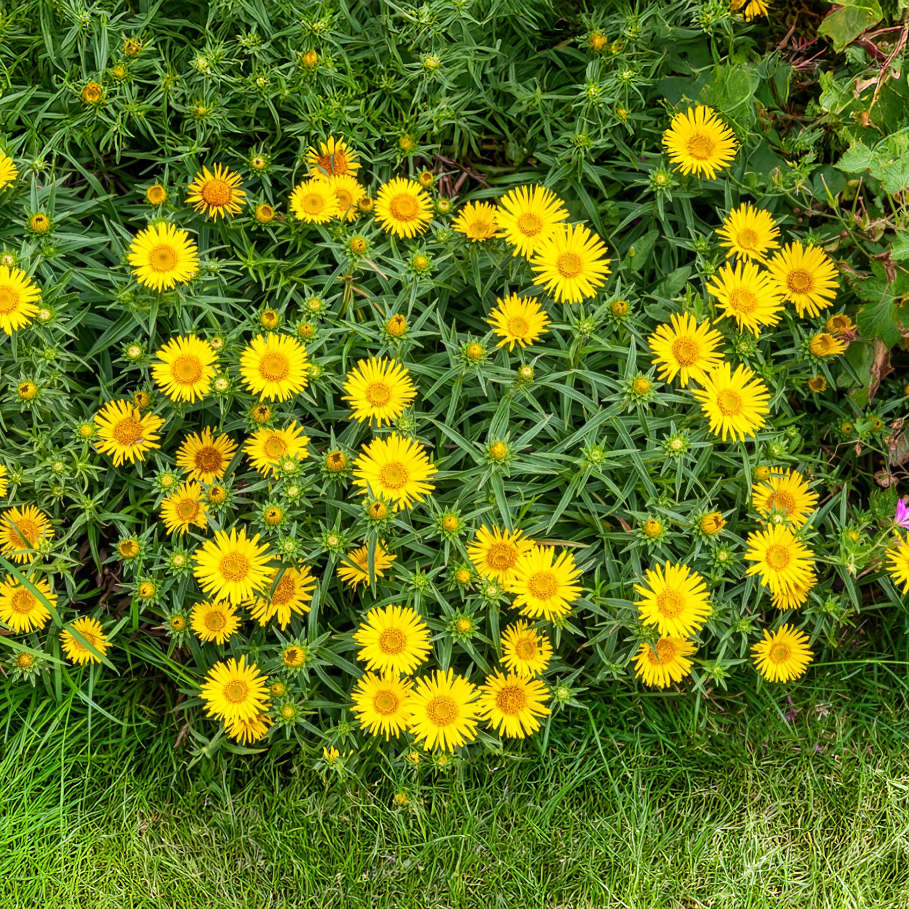 Alant - Inula ensifolia - Bakker