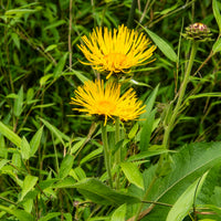 Grote alant - Inula magnifica - Bakker