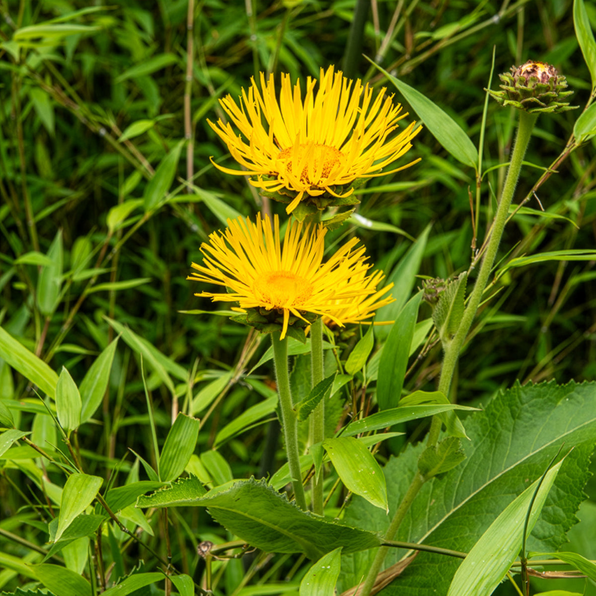 Grote alant - Inula magnifica - Bakker