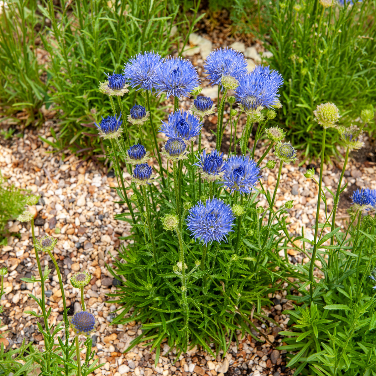 Zandblauwtje Blaulicht - Bakker
