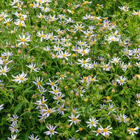Bloeiende vaste planten - 3x Zomeraster Charlotte - Kalimeris incisa Charlotte