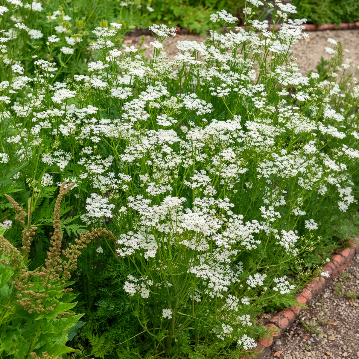 Bloeiende vaste planten - Karwij Carvi - Carum carvi