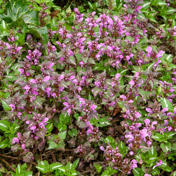 Siernetel Roseum - Bakker