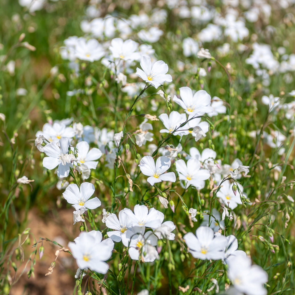 Meerjarig vlas 'Diamant' - Linum perenne Diamant - Bakker
