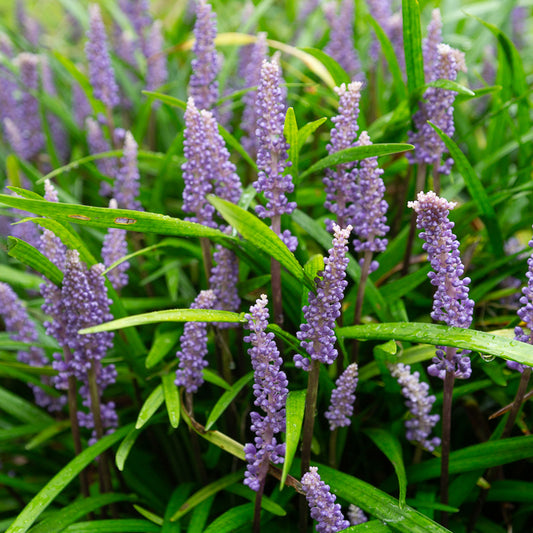 Leliegras muscari