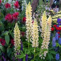Lupinus polyphyllus Chandelier - Lupine Chandelier (x3) - Lupine
