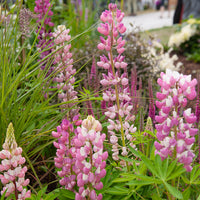 Lupine Gallery Pink (x3) - Lupinus Gallery Pink - Bakker