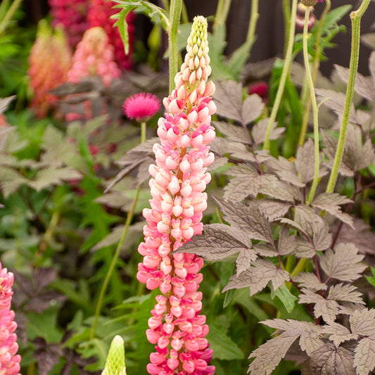 Lupine Gallery Pink - Bakker