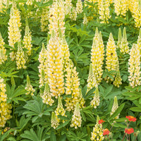 Lupine Gallery Yellow - Lupinus Gallery Yellow - Bakker