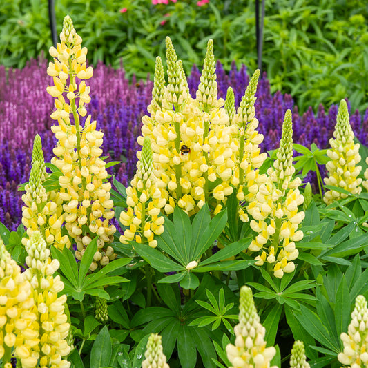 Lupine Gallery Yellow - Bakker
