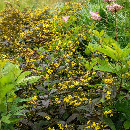 Wederik Firecracker - Bakker