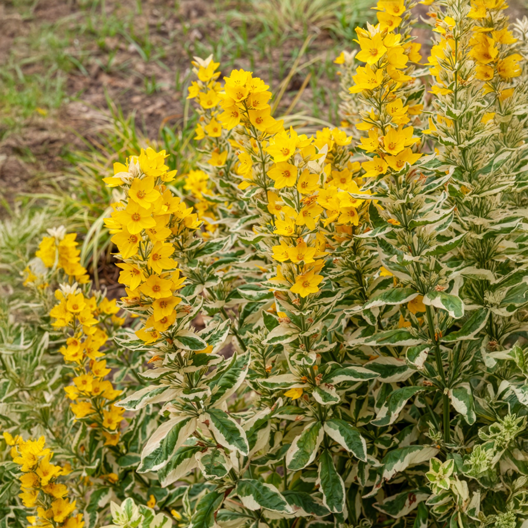 Wederik - Puntwederik Alexander - Lysimachia punctata Alexander