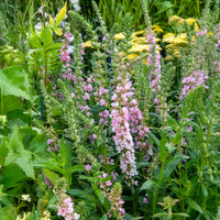 Lythrum salicaria Blush - Kattenstaart Blush - Grote kattenstaart