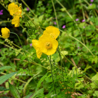 Bloeiende vaste planten - Schijnpapaver - Meconopsis cambrica