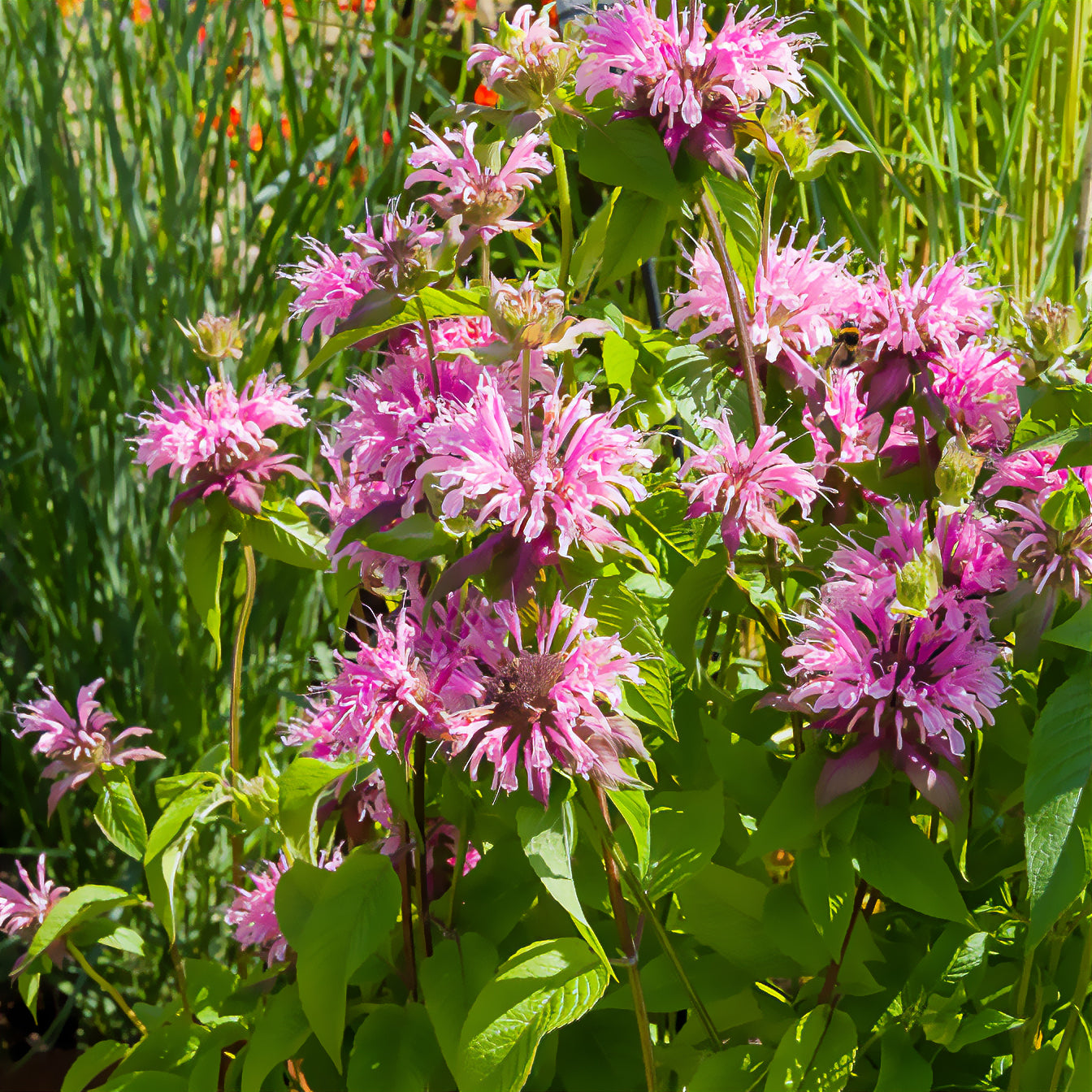 Monarda beauty of cobham - Bergamotplant 'Beauty of Cobham' - Monarde