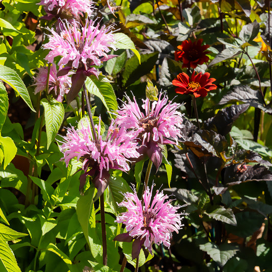 Bergamotplant 'Beauty of Cobham' - Bakker