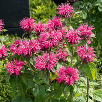 Bergamotplant Pink Lace - Monarda Pink Lace - Bakker