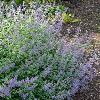 Kattekruid Dropmore - Nepeta faassenii Dropmore - Bakker