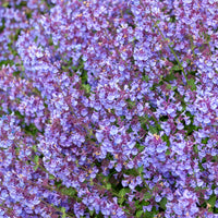 Kattenkruid Kit Cat - Nepeta Kit Cat - Bakker