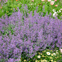 Kattekruid Six hills Giant - Bakker