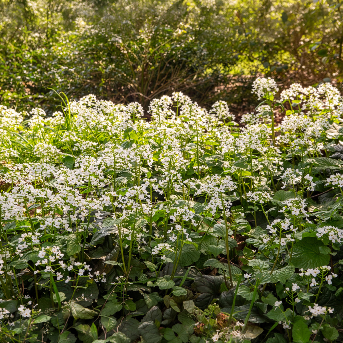 Verkoop Kaukasische look zonder look - Pachyphragma macrophyllum