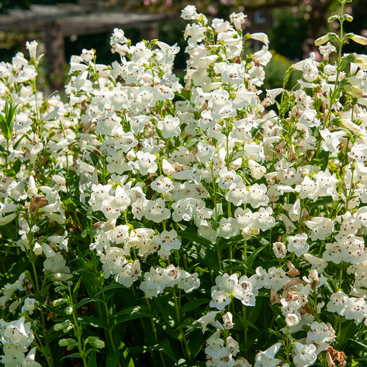 Slangenkop White Bedder - Bakker