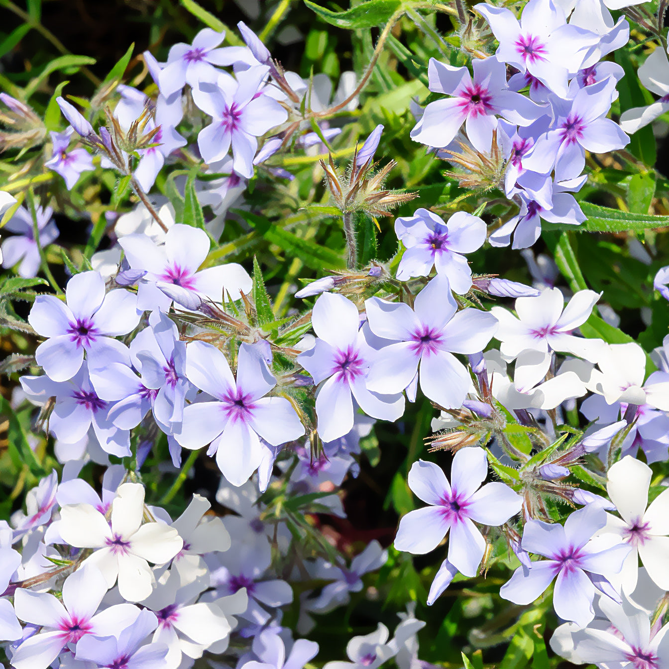 Vlambloem 'Chattahoochee' - Phlox divaricata chattahoochee - Bakker