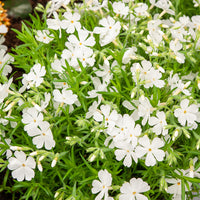 Vlambloem White Delight - Bakker
