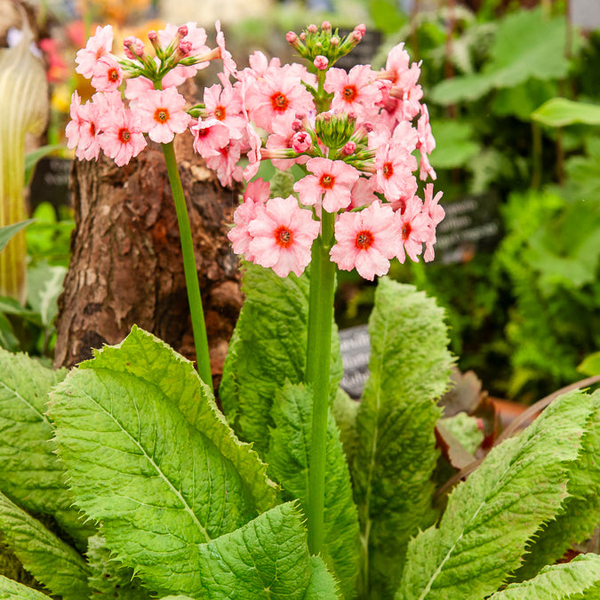 Primula japonica Apple Blossom - Japanse sleutelbloem Apple Blossom - Bloeiende vaste planten