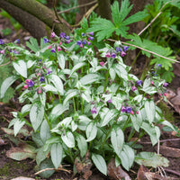 Longkruid Majesté - Pulmonaria saccharata Majeste - Bakker