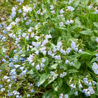 Longkruid Ocupol Opal - Pulmonaria Opal - Bakker