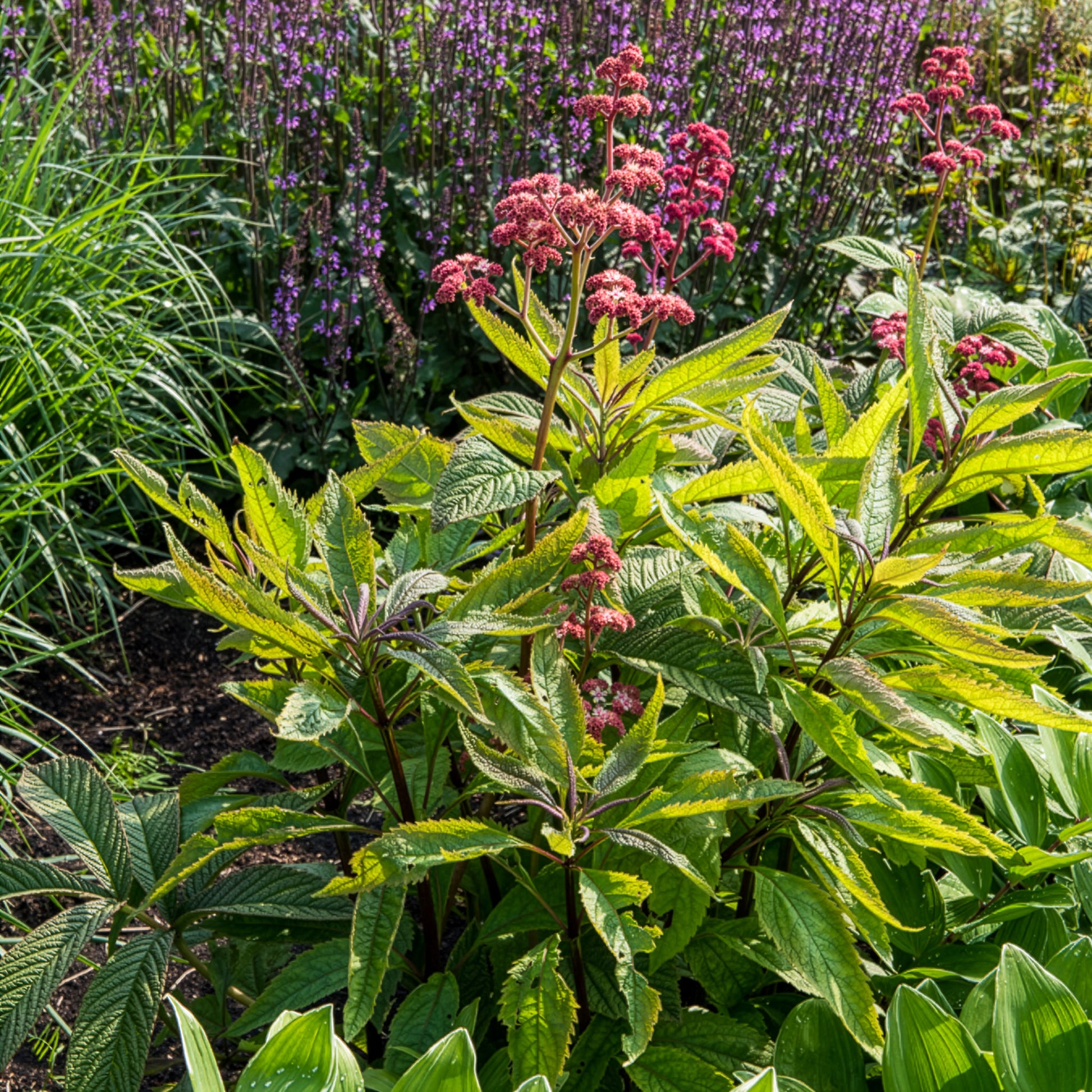 Schout-bij-nacht Chocolate Wings - Rodgersia pinnata Chocolate Wings - Bakker