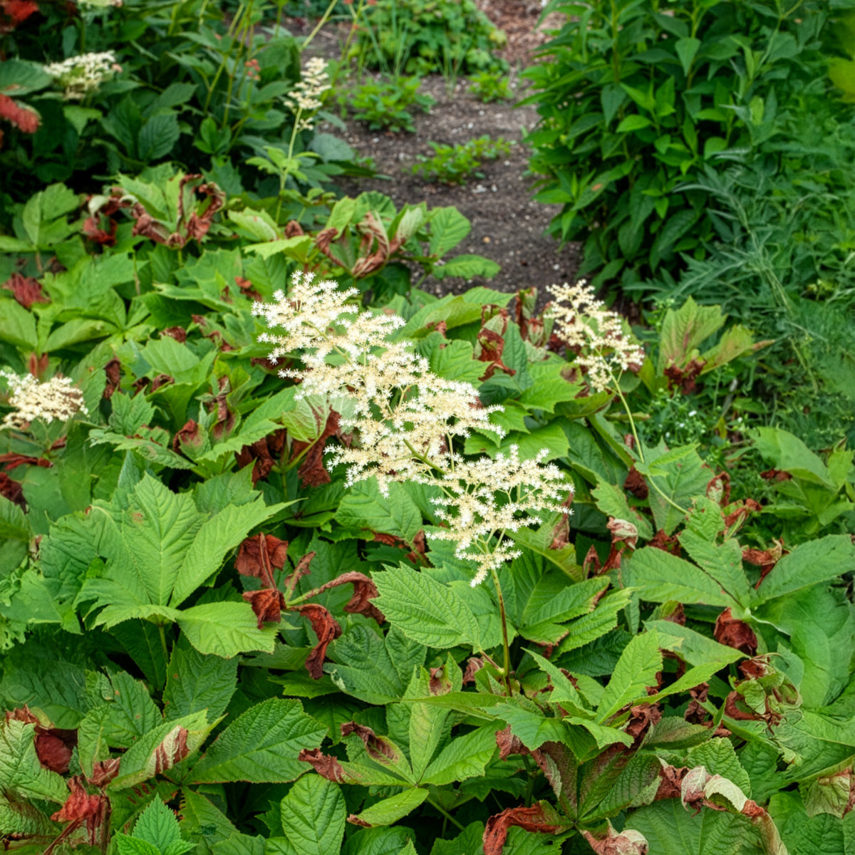 Rodgersia podophylla - Schout-bij-nacht - Rodgersia - Schoutblad