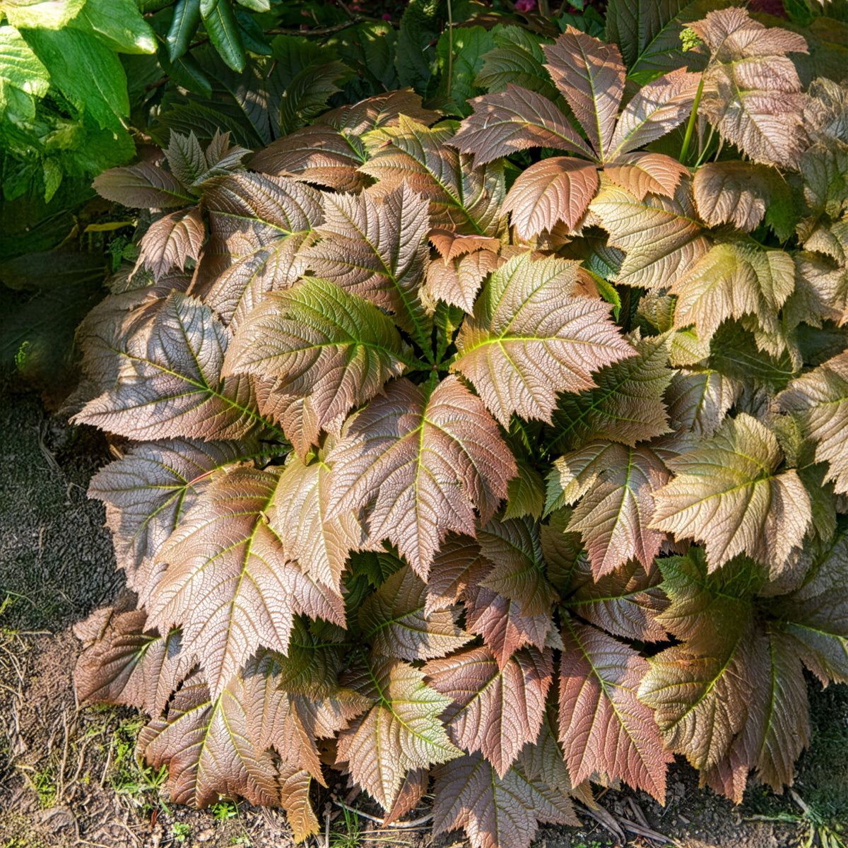 Schout-bij-nacht - Rodgersia podophylla - Bakker