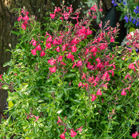 Siersalie Lipstick - Salvia greggii Lipstick - Bakker