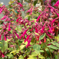 Siersalie Wendys Wish - Salvia Wendy's Wish - Bakker