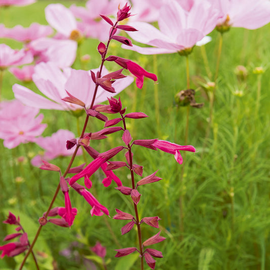 Siersalie Wendys Wish - Bakker