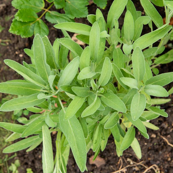 Spaanse salie - Salvia lavandulifolia - Bakker