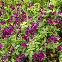 Siersalie papillon de nuit - Salvia Nachtvlinder - Bakker