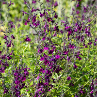 Siersalie papillon de nuit - Bakker