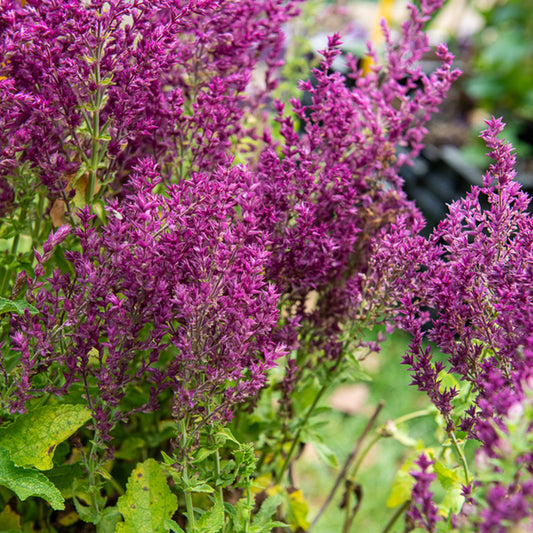 Bossalie 'Schwellenburg' - Bakker