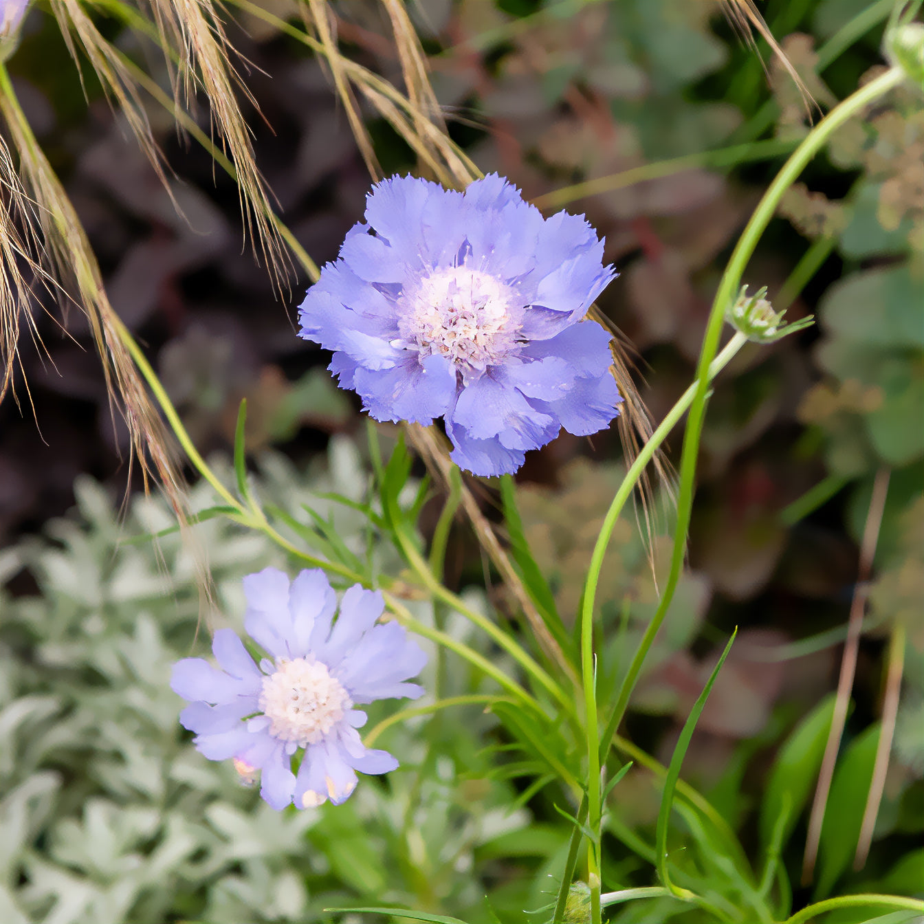 Schurftkruid - Kaukasische Scabiosa Perfecta - Scabiosa caucasica perfecta