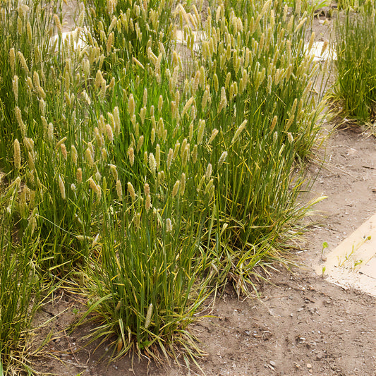 Vossestaart - Bakker