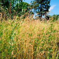 Siergrassen - Bevertje / Trilgras Brize - Briza media